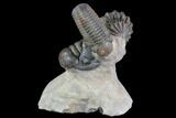 Aesthetic Crotalocephalina & Reedops Trilobite Association #87564-2